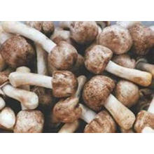 Suministro de fábrica directamente 100% Natural Agaricus Blazei Murrill Extract